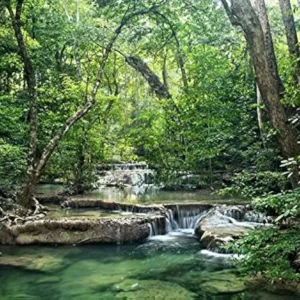 Poster panoramique Forêt Émeraude