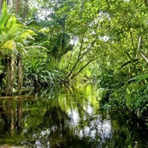 Papier Peint Jungle Tropicale