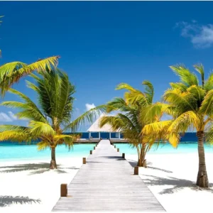 Papier Peint Palm Beach