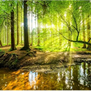 Papier peint forêt moderne