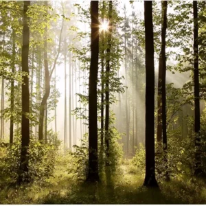 Papier peint Forêt Soleil
