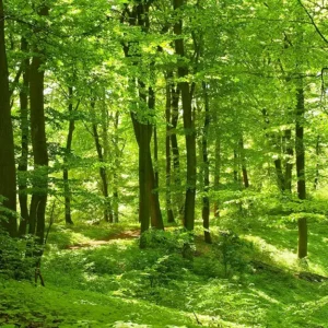 Papier Peint Forêt Panorama